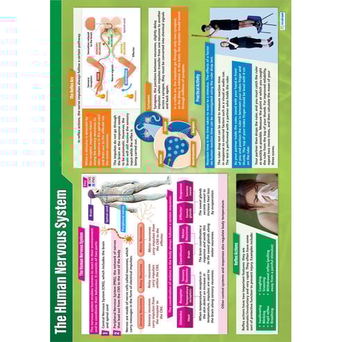The Human Nervous System Poster