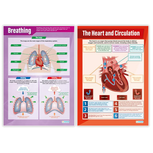 Elementary Anatomy Posters - Set of 8