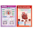Elementary Anatomy Posters - Set of 8