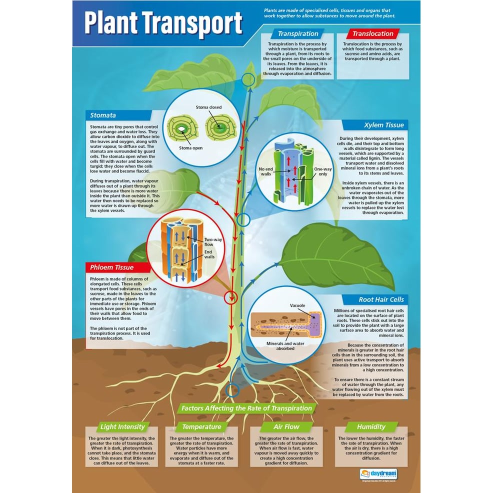 Plant Transport Poster Education
