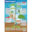Plant Transport Poster