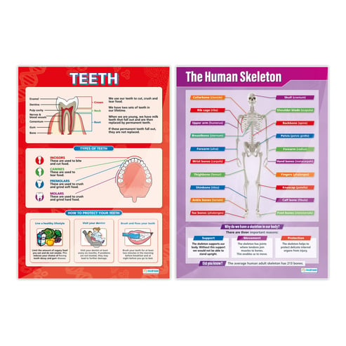 Human Body Posters - Set of 5