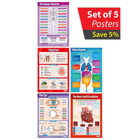 Human Body Posters - Set of 5