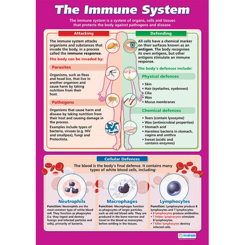 The Immune System Poster