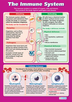 The Immune System Poster
