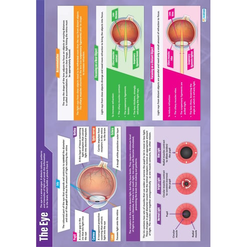 The Eye Poster