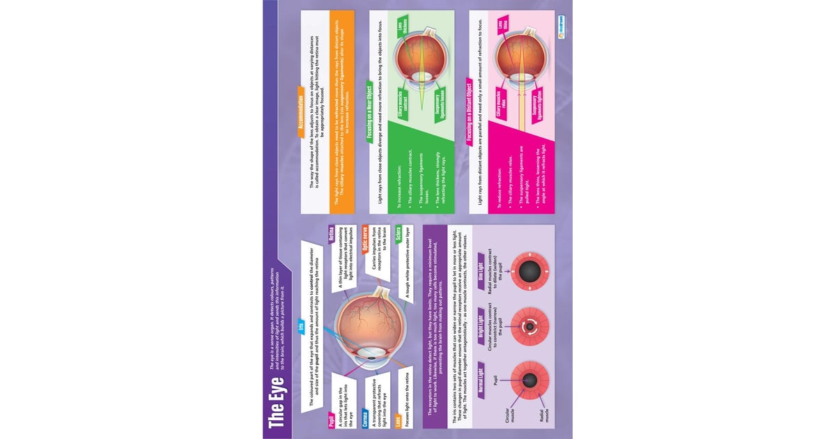 The Eye Poster - Daydream Education
