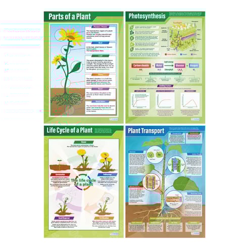 Plants Posters - Set of 4