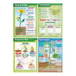 Plants Posters - Set of 4