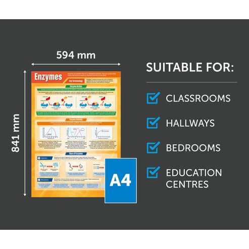 Enzymes Poster