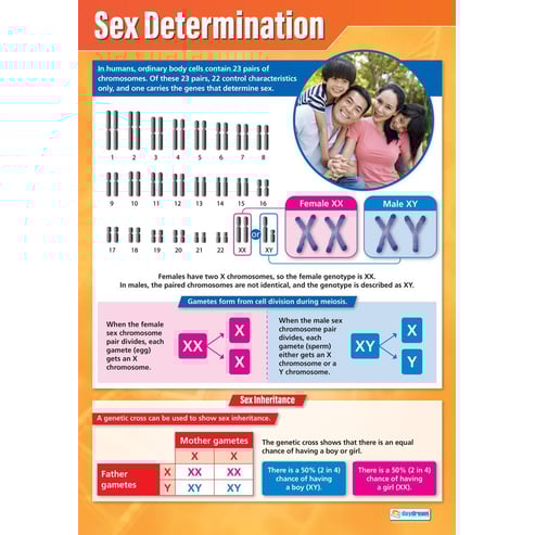 Sex Determination Poster