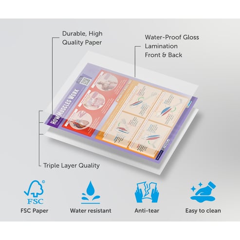 How Muscles Work Poster