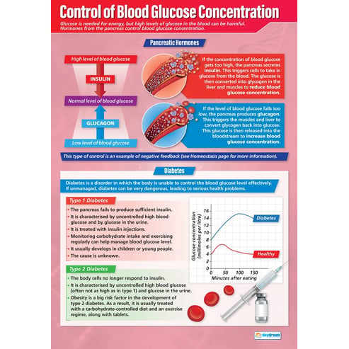 Control of Blood Glucose Concentration Poster