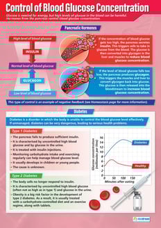Control of Blood Glucose Concentration Poster