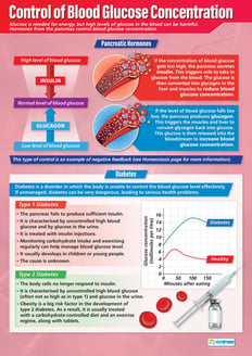 Control of Blood Glucose Concentration Poster