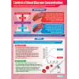 Control of Blood Glucose Concentration Poster