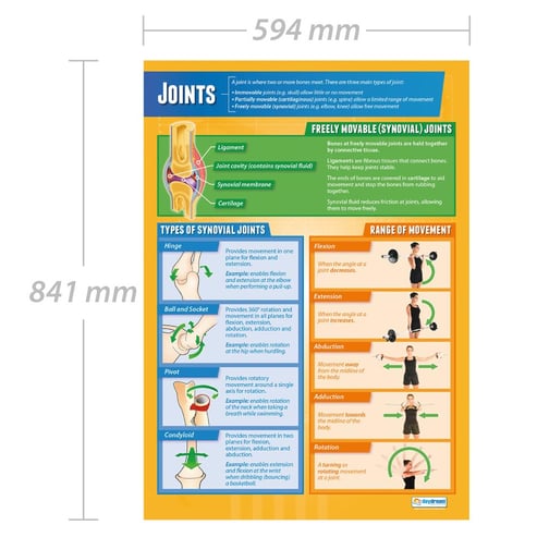 Joints Poster