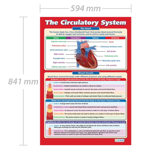 The Circulatory System Poster