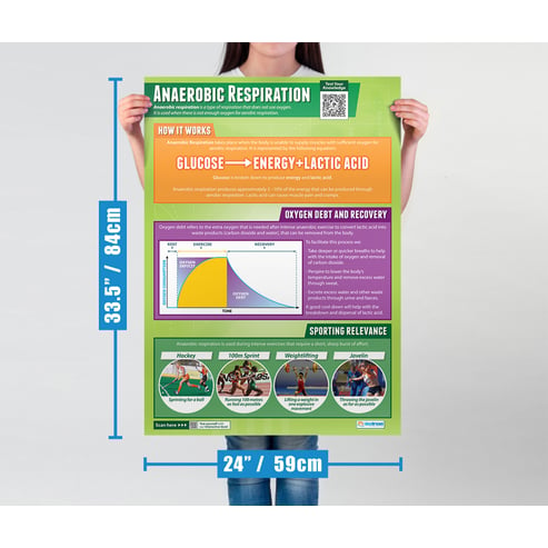 Anaerobic Respiration Poster