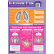 The Respiratory System Poster
