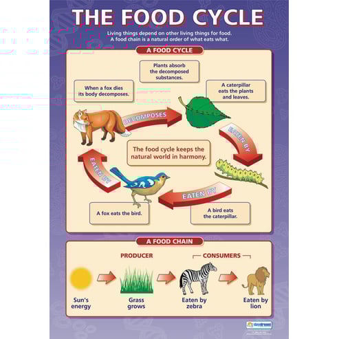 The Food Cycle Poster