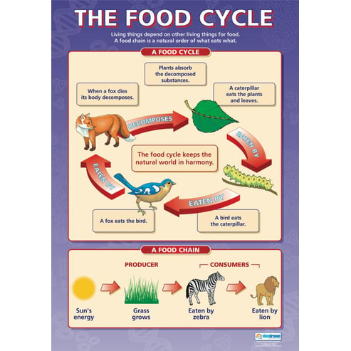 The Food Cycle Poster