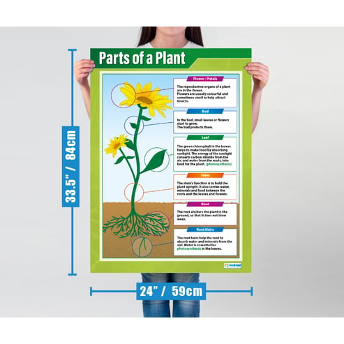 Parts of a Plant Poster
