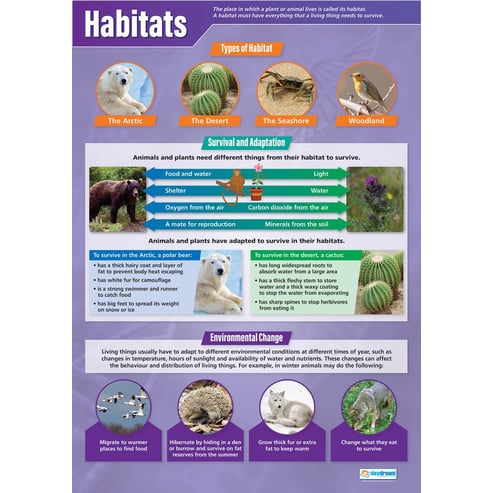 Animals & Habitats Posters - Set of 3