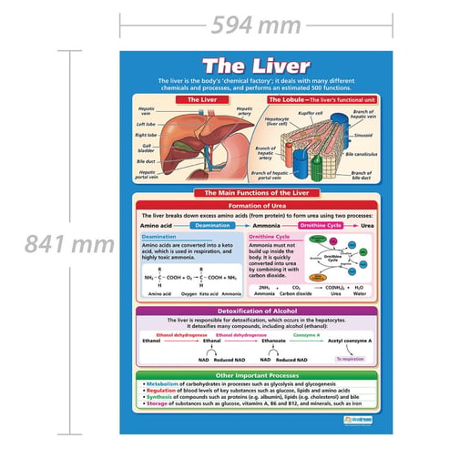 The Liver Poster