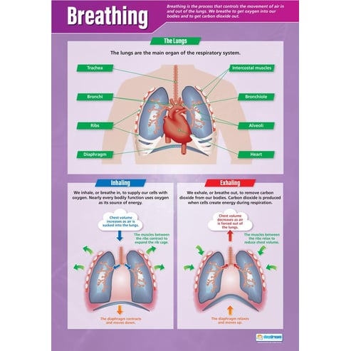 Breathing Poster