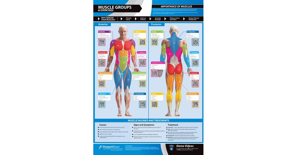 Muscle Groups & Exercises Gym Poster - Innovative Gym & Fitness Charts