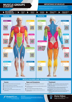 Muscle Groups & Exercises Gym Poster 