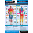 Muscle Groups & Exercises Gym Poster 