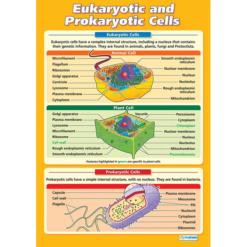 Eukaryotic and Prokaryotic Cells Poster