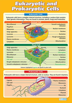 animal cell project poster