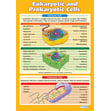 Eukaryotic and Prokaryotic Cells Poster