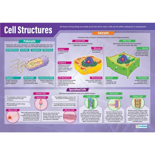 DNA and Cell Structure Posters - Set of 2