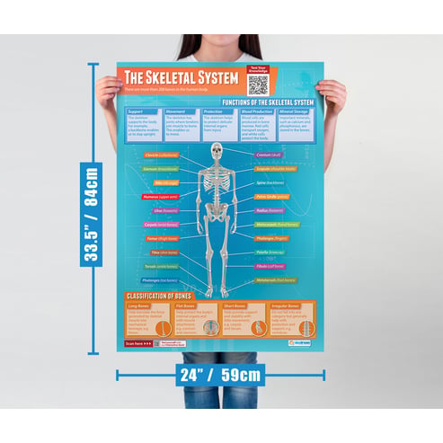 The Skeletal System Poster