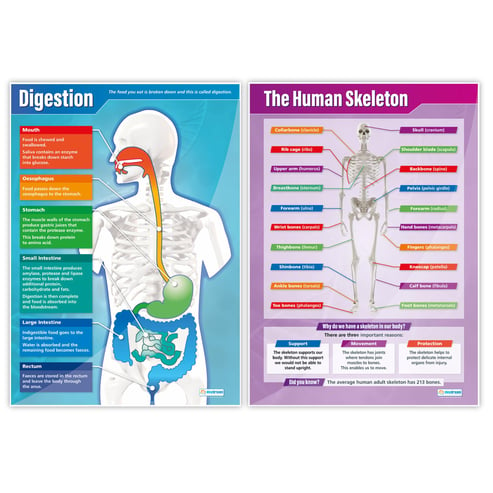 Elementary Anatomy Posters - Set of 8