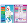 Elementary Anatomy Posters - Set of 8