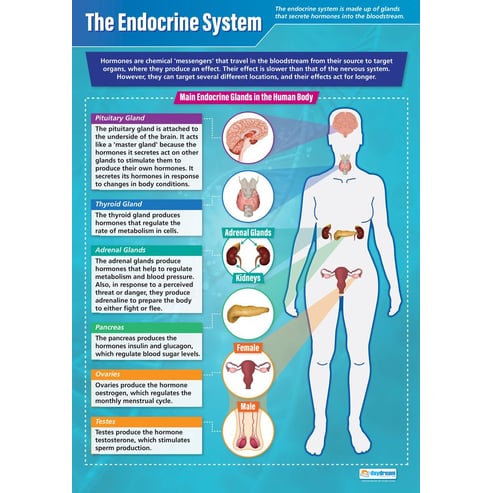 The Endocrine System Poster