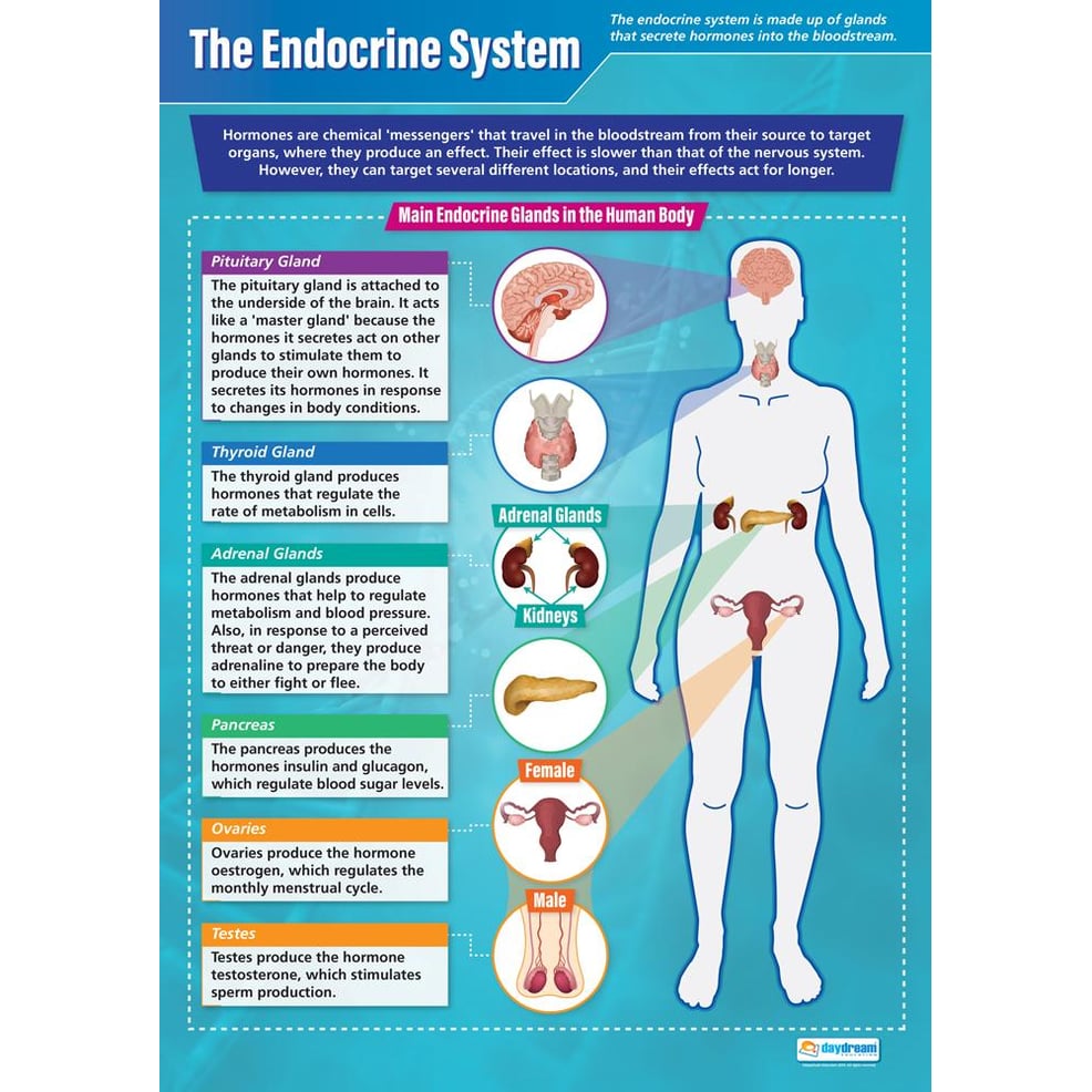 Infographic Human Body Endocrine System Biology Endocrine System