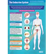 The Endocrine System Poster