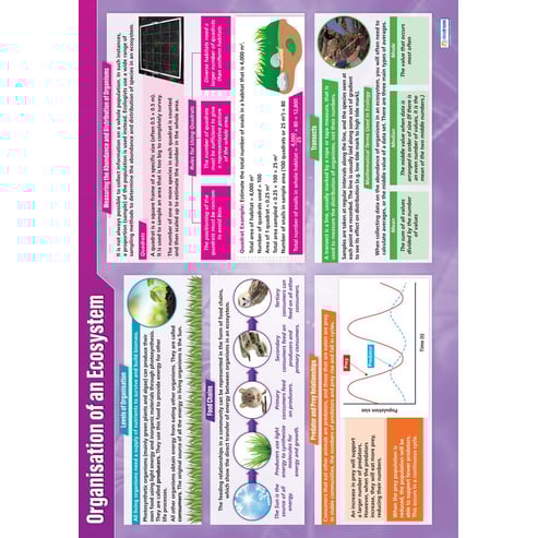 Organisation of an Ecosystem Poster