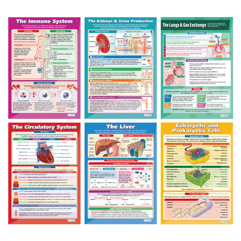 Biology High School Posters - Set of 6 - Daydream Education