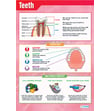 Teeth Poster