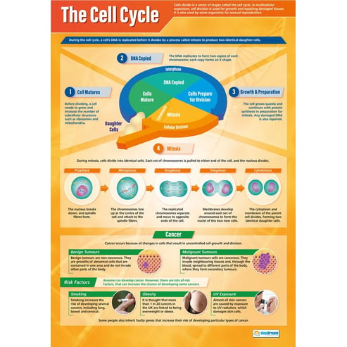 The Cell Cycle Poster