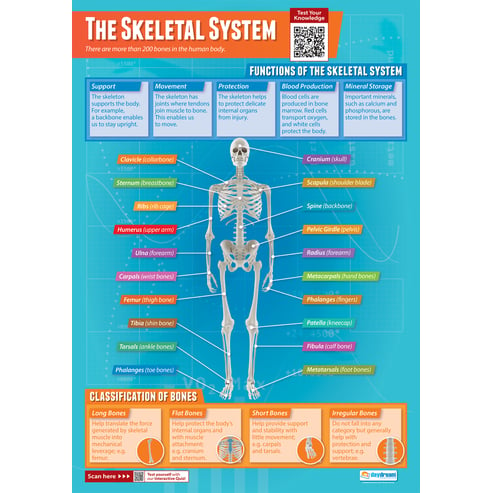 The Skeletal System Poster