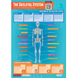 The Skeletal System Poster