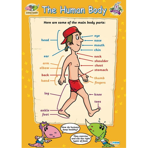 The Human Body Poster